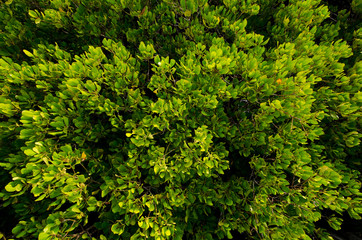 top view of green forest mangrove with green and yellow leave, wide angle