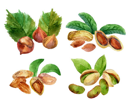 Illustration with different isolated watercolor nuts