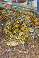 long python