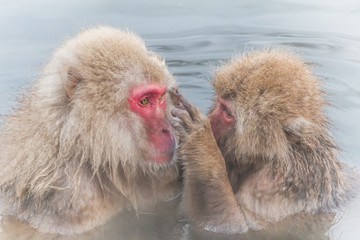 温泉を楽しむおさるさんのカップル Monkey enjoying a hot spring