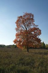 autumn tree