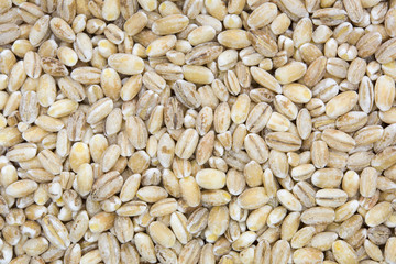 close up shot of pearl barley grain(textured) - 97950268
