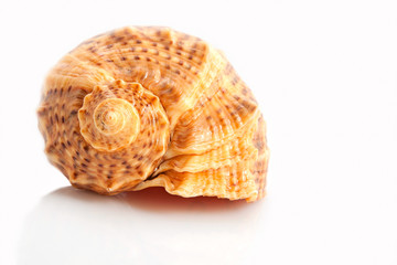 sea shell