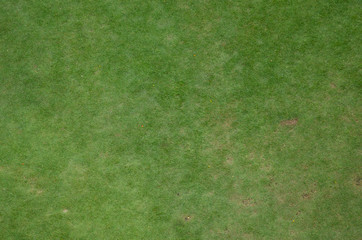 rough green grass and dirt as background texture