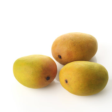 Alphonso Mangoes / High resolution image of three fresh Alphonso mangoes over white background shot in studio.