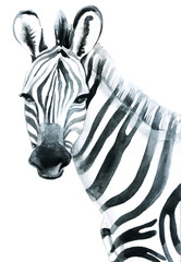 Watercolor zebra isolated on white background raster illustration © Tanya Syrytsyna