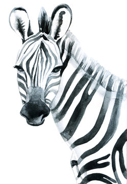 Watercolor zebra isolated on white background raster illustration