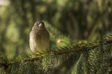 House Sparrow