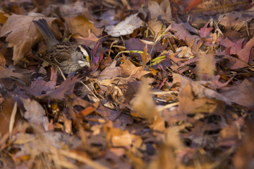 White Throated Sparrow