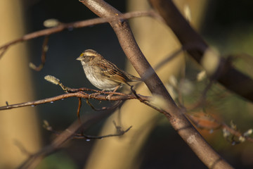 White Throated Sparrow
