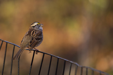 White Throated Sparrow