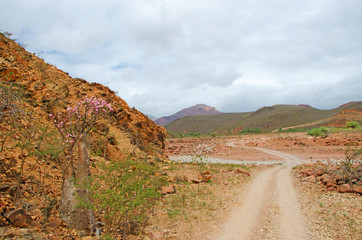 Alberi Bottiglia in fiore sulla strada per Dirhur, area protetta sull'altopiano Dixam, isola di Socotra, Yemen