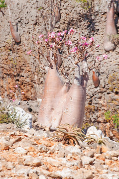 Alberi Bottiglia in fiore, area protetta, altopiano Dixam, isola di Socotra, Yemen