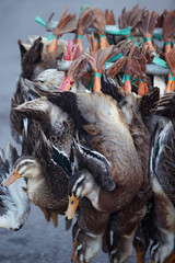 duck for sell in dalat,vietnam.