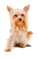 Portrait of Yorkshire terrier sitting with a raised paw