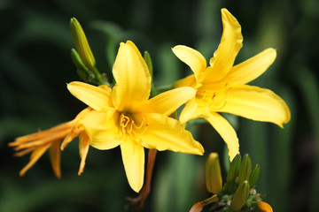 Obraz na płótnie Canvas yellow lily flower