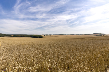 HDR panorama of a wheat field and dramatic sky