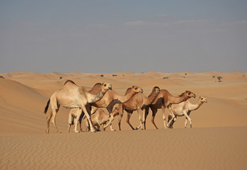 Fototapeta na wymiar Eine Herde Dromedare in der Sandwüste