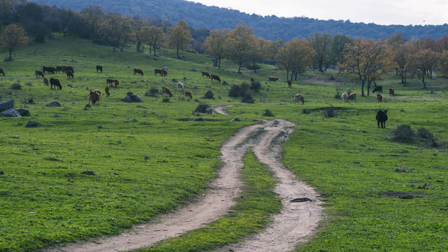 ganaderia vacas y toros