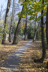 Autumn wood, foot footpath and stone fence