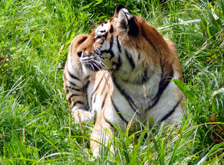 Tiger, Wildlife, Big Cat