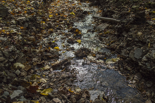 Forest stream and the fallen-down autumn leaves