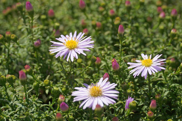 Aster alpinus Albus