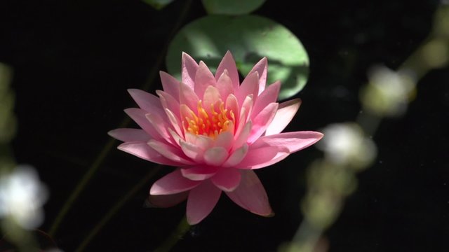 Water illy floating on pond