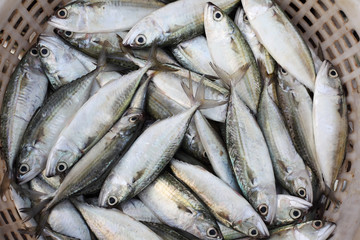 fresh fish in basket