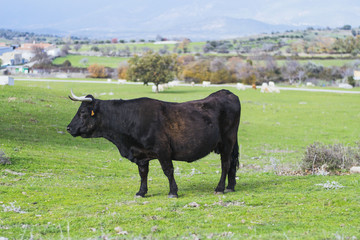 toro solitario