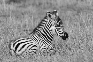 Fototapeta na wymiar Zebrafohlen schwarzweiß