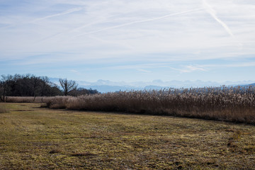 Obraz premium Büsche und Bäume und Wiesen