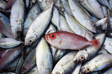 fresh fish in market