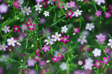 gypsophila flower