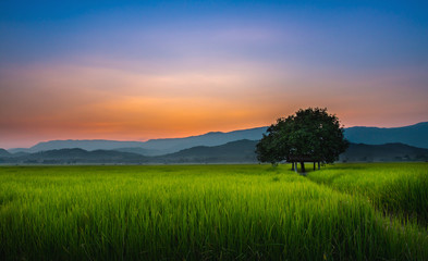 rice fields in the evening winter