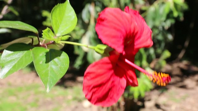 Fleur d' Hibiscus