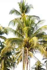 Fototapeta na wymiar Coconut tree in garden