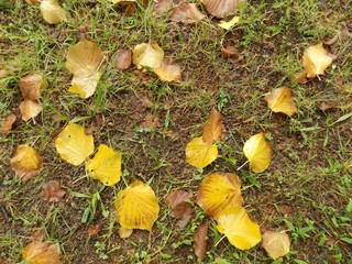 Fallen yellow leaves in autumn