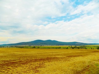 Fototapeta premium Field after harvest, forest and sky