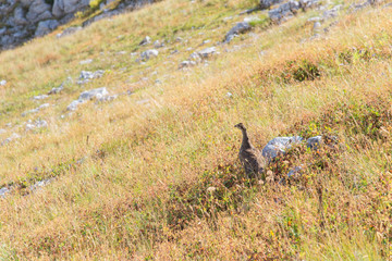Majestic mountain landscapes of the Caucasian reserve