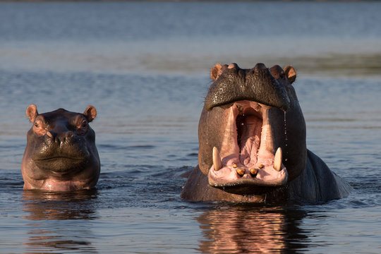 Flußpferde in Botswana