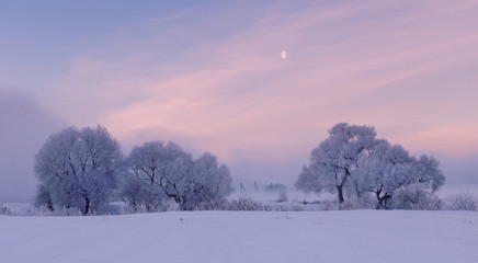Cold winter morning. Moon in the sky. Frozen trees.