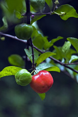 Acerola, fruit rich in vitamin C