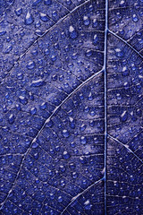 Dew drops on leaf close up
