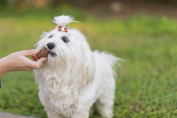 Bichón Maltés jugando.