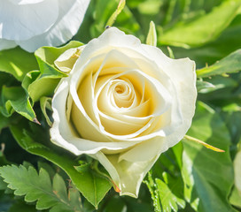 weiße Rosenblüte