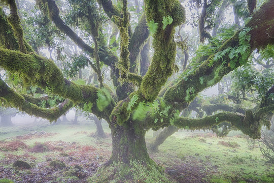 Ancient Laurel Forest In The Fog