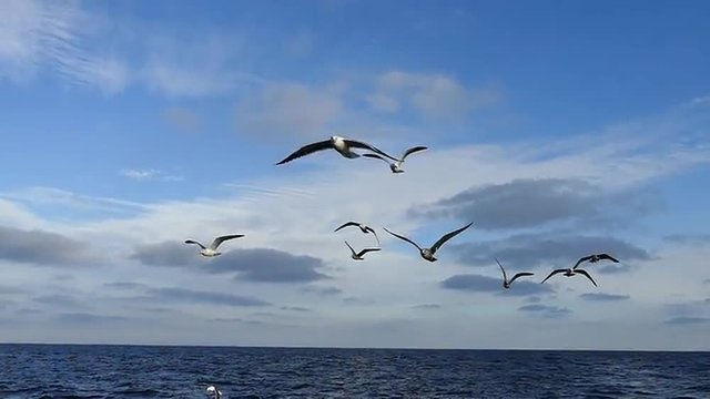 Slow motion of sea gulls in fight behind boat