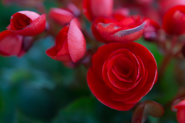 red flower on green background