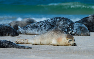 Kegelrobben auf der Düne vor Helgoland